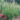 Calamagrostis-Cheju-Do-