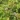 Cornus-alba-Baton-Rouge-som