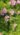 Cosmos bipinnatus-casanova pink