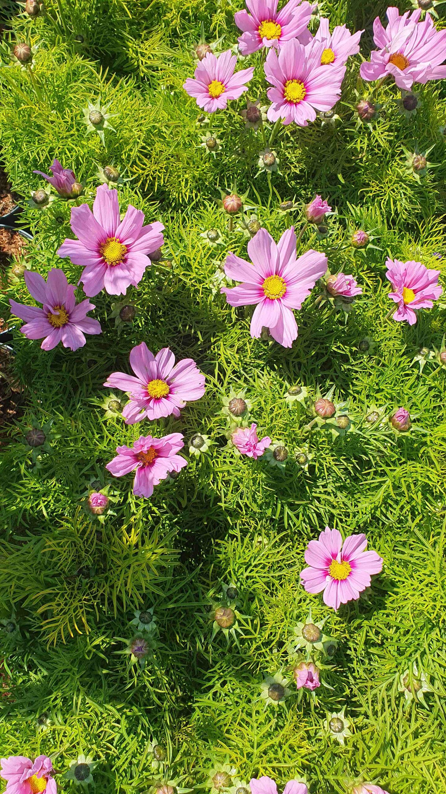 Cosmos bipinnatus 'Casanova Pink' / Kerti pillangóvirág - Image 2