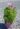 Cosmos bipinnatus-casanova pink1