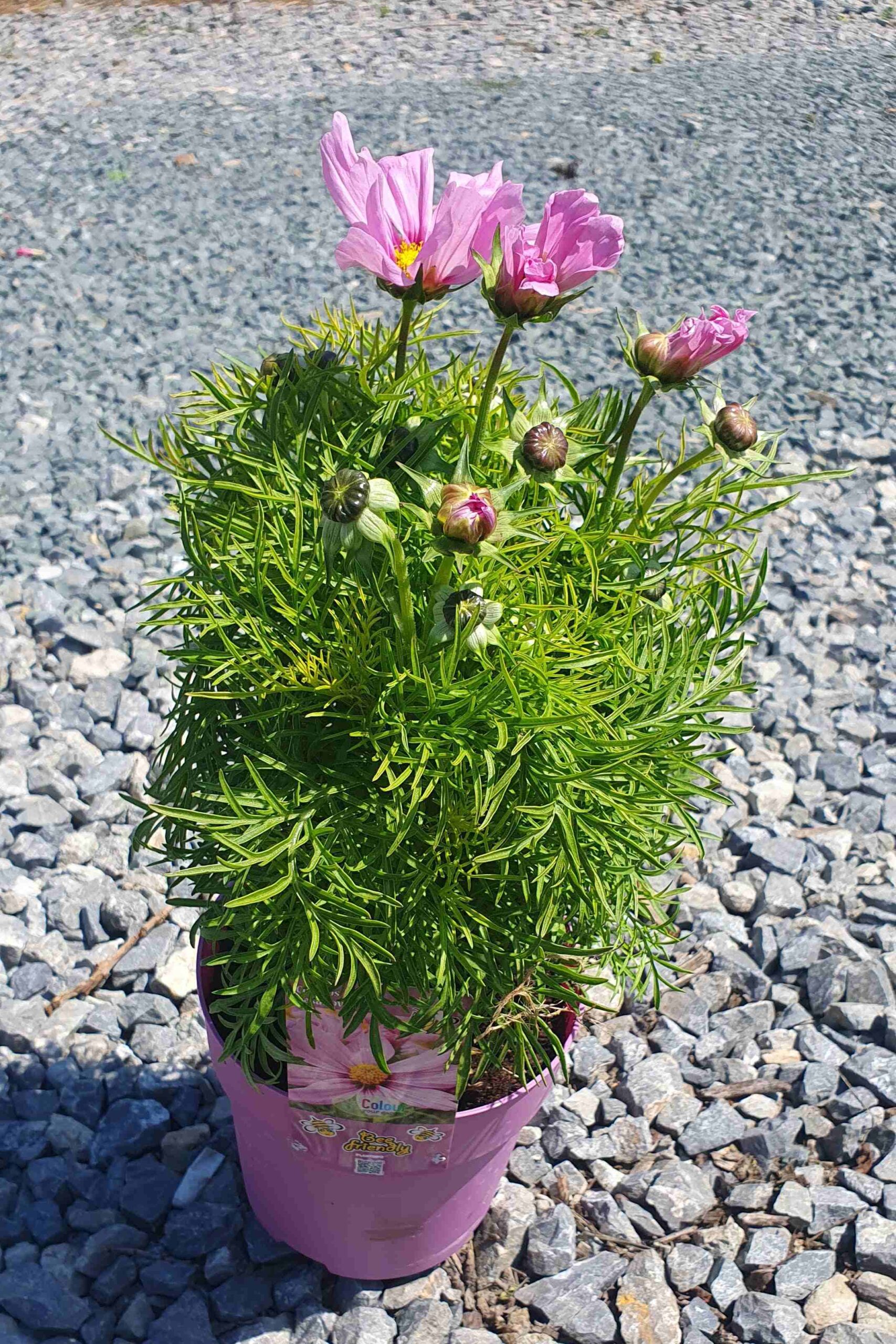 Cosmos bipinnatus 'Casanova Pink' / Kerti pillangóvirág