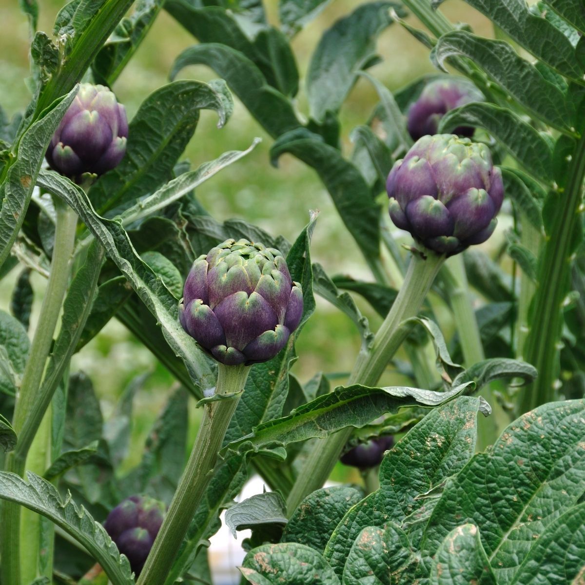 Cynara cardunculus 'Colorado Red Star' / Articsóka