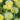 Delosperma-Limoncello_delvirag