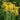 Helenium-hoopesii-kopasz-napfenyvirag