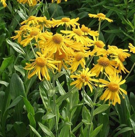 Helenium hoopesii / Kopasz napfényvirág