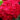 Hydrangea-macrophylla-Kardinal