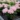 Hydrangea_love