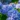 Hydrangeamacrophylla_BlauerZwerg