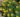 INULA-ENSIFOLIA-COMPACTA-peremizs