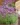 Lavandula_stoechas_Toscane