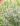 Lythrum-salicaria-White-Swirl-vesszos-fuzeny