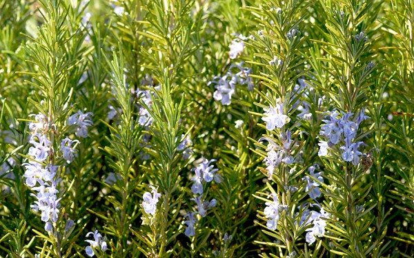 Rosmarinus officinalis ’Veitshöchheim’ / Rozmaring