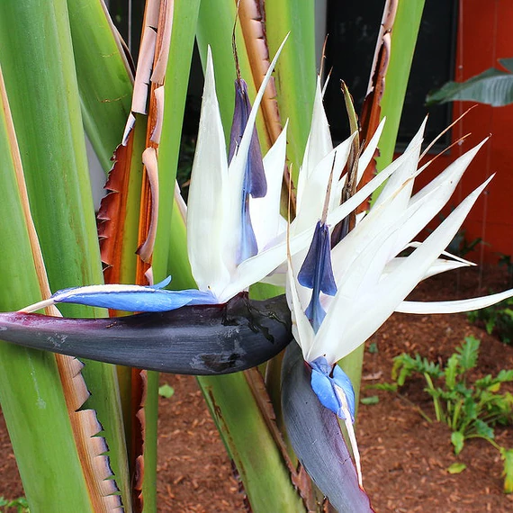 Strelitzia nicolai / Papagájvirág
