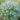 amsonia_illustris-fenylo_csillagmeteng