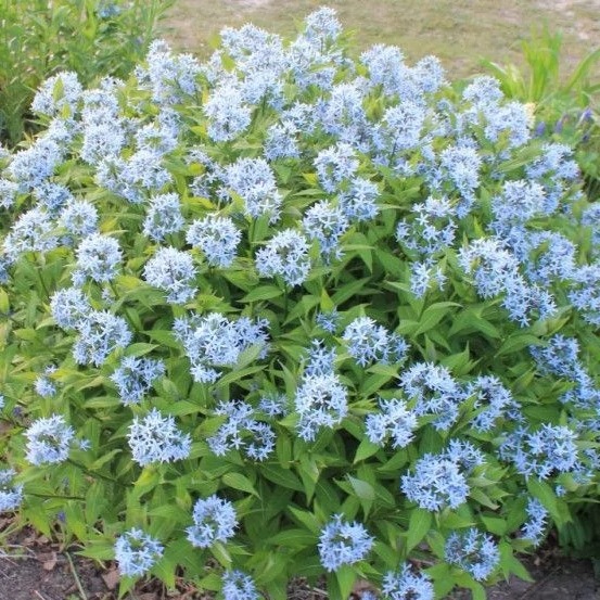 Amsonia illustris / Fénylő csillagmeténg