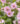 Anisodontea African Rose Mirembe