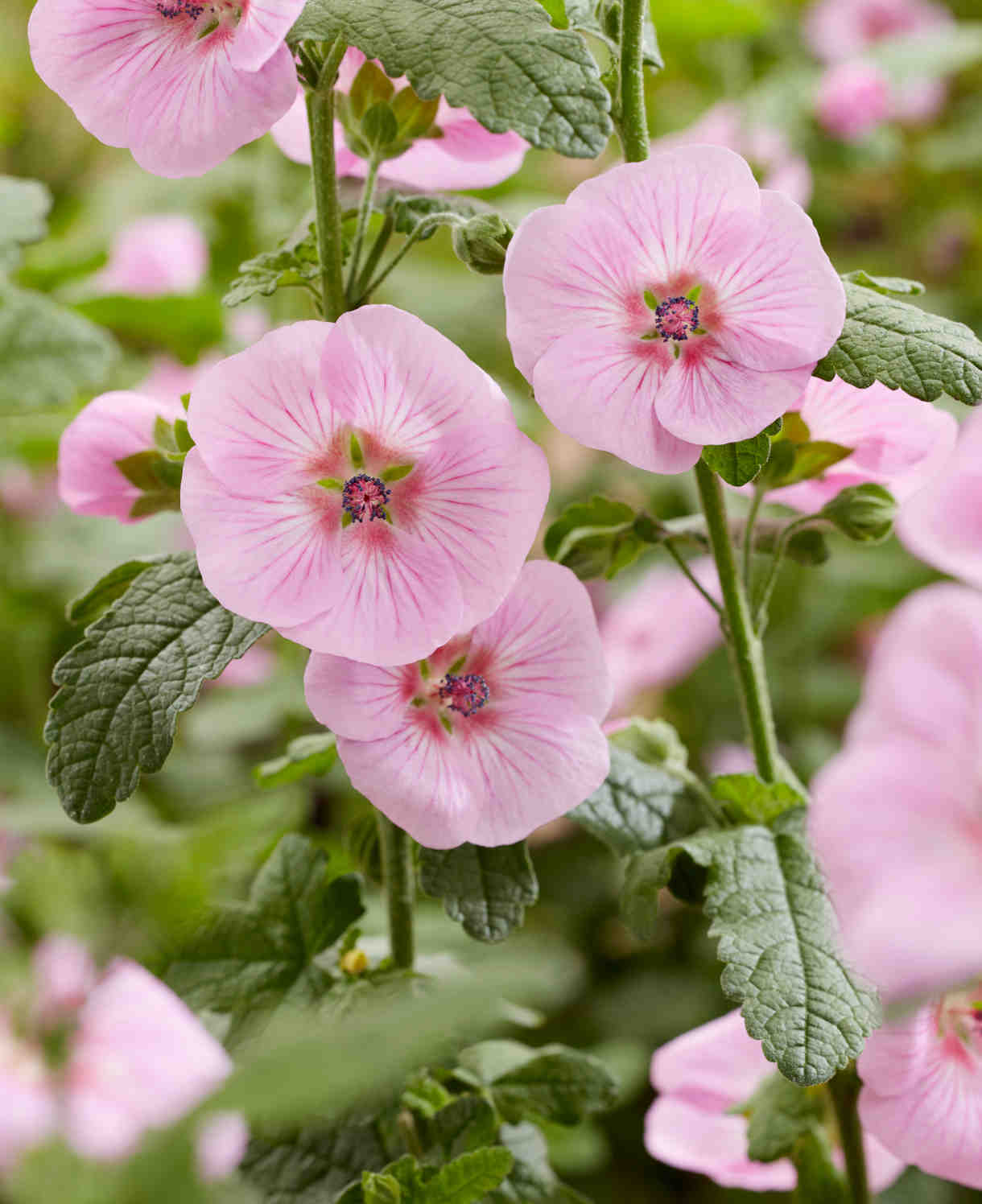 Anisodontea 'Cotton Candy Pink' / Fokföldi mályva