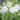 aquilegia_vulgaris_white_barlow_haranglab