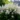 aruncus_dioicus_erdei_tunderfurt