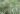 arundo_donax_variegata_tarka_olasznad