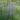 baptisia_australis_borsofurt