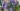 campanula_pulloides_harangvirag