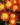 delosperma_wheels_of_wonder_fire_wonder_delvirag