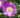 delosperma_wheels_of_wonder_purple_wonder_delvirag