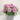 dianthus-oscar purple star