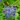 eryngium alpinum-havasi iringo