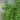 euonymus_fortunei_radicans_zold_levelu_talajtakaro_kecskerago