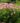filipendula_rubra_venusta-magas_legyezofu2