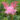 filipendula_rubra_venusta_magas_legyezofu