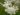 filipendula_vulgaris_plena_legyezofu