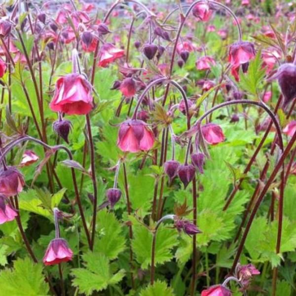 Geum rivale / Bókoló gyömbérgyökér