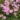 gypsophila_repens_filou_pink_havasi_fatyolvirag.jpg