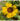 helenium_bigelovii_tip_top-napfenyvirag