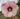 hibiscus-moscheutos-Cherry-Cheesecake-mocsari-malyva