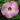 hibiscus_moscheutos_bell_pink