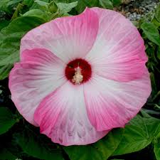 Hibiscus moscheutos 'Bell Pink' / Mocsári mályva (rózsaszín)