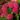 hydrangea_macrophylla_alpengluhen_kerti_hortenzia