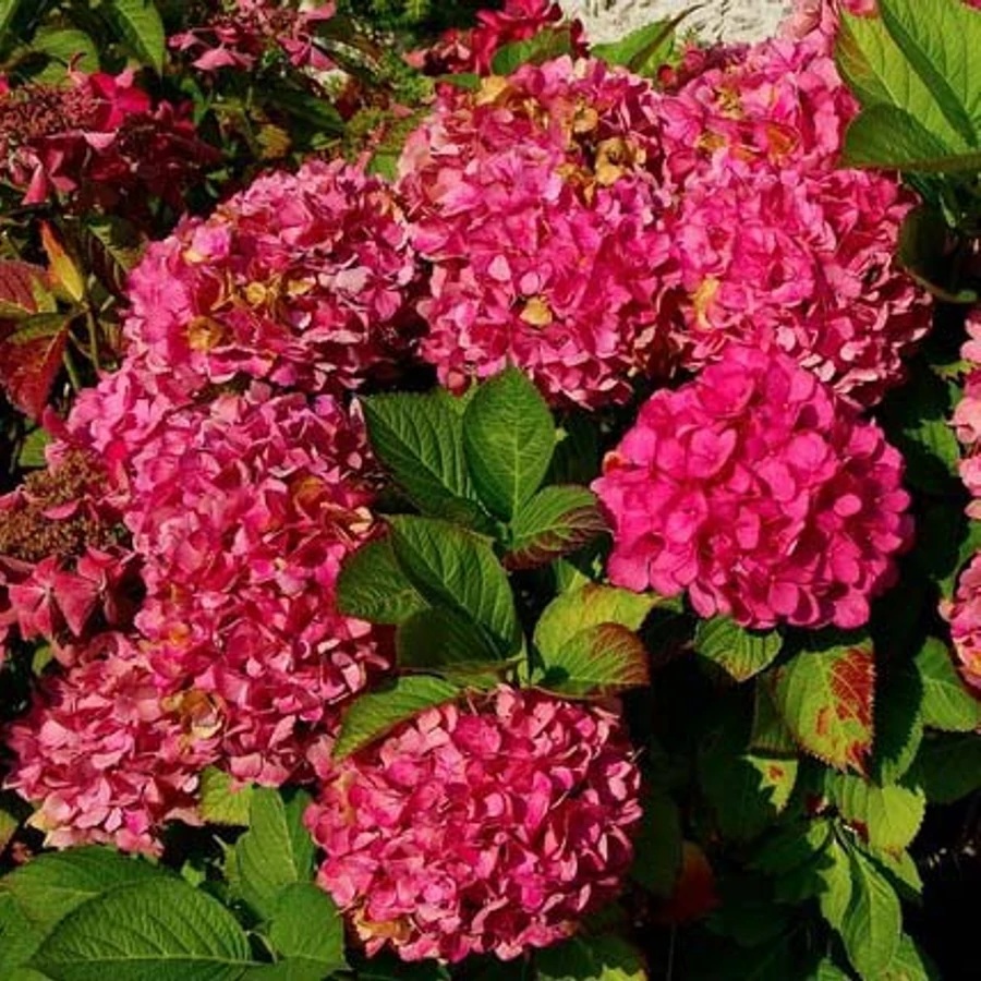 Hydrangea macrophylla 'Alpenglühen' / Kerti hortenzia