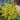 ilex-golden gem
