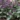 lamium_beacon_silver_foltos_arvacsalan