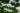 leucanthemum_superbum_becky_margitvirag_margareta