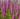 lythrum_salicaria_feuerkerze_reti_fuzeny