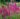 lythrum_salicaria_zigeunerblut_reti_fuzeny