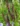 melica_altissima_atropurpurea-gyongyperje
