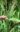melica_altissima_atropurpurea_gyongyperje